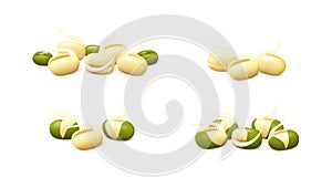 Groups of young mung bean sprouts isolated on white background